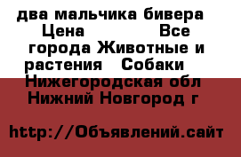 два мальчика бивера › Цена ­ 19 000 - Все города Животные и растения » Собаки   . Нижегородская обл.,Нижний Новгород г.